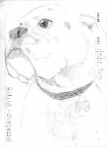 Sketch Austin Boxer Rescue Foster